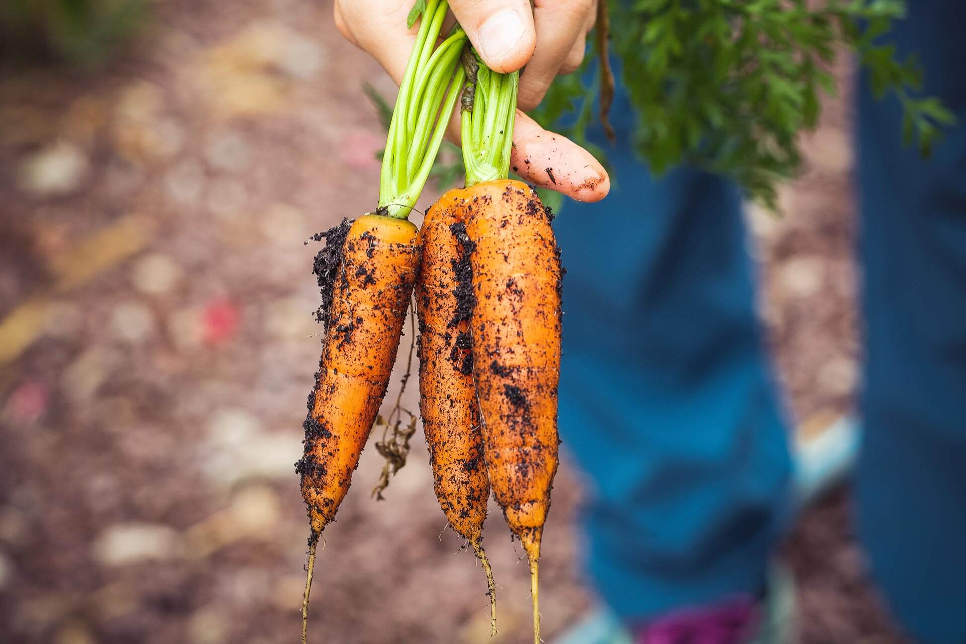 The Fascinating History of Carrot Agriculture